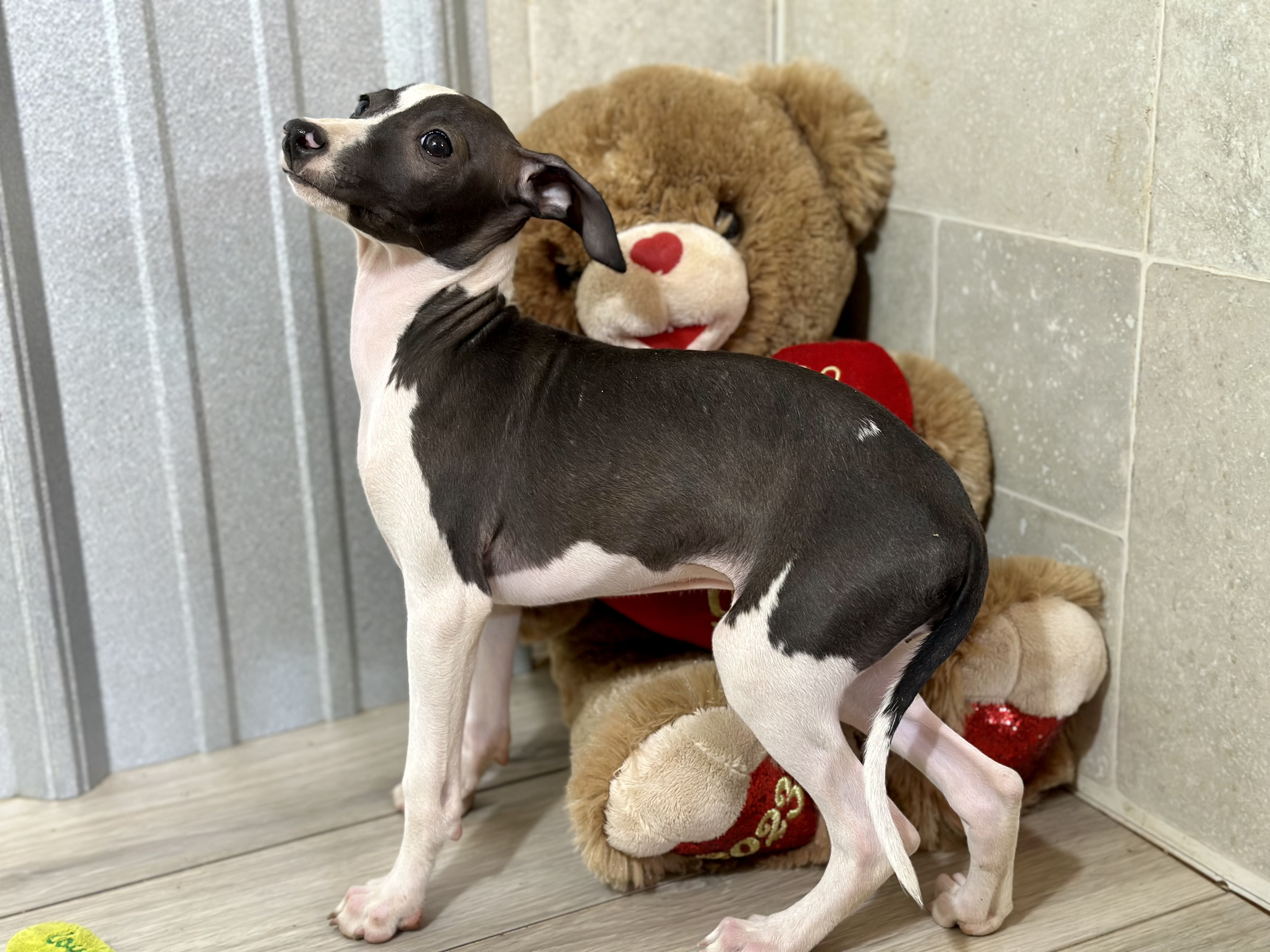 puppy, for, sale, Italian Greyhound, Kimberly  Dildine, dog, breeder, Willow Springs, MO, dog-breeder, puppy-for-sale, forsale, nearby, find, puppyfind, locator, puppylocator, aca