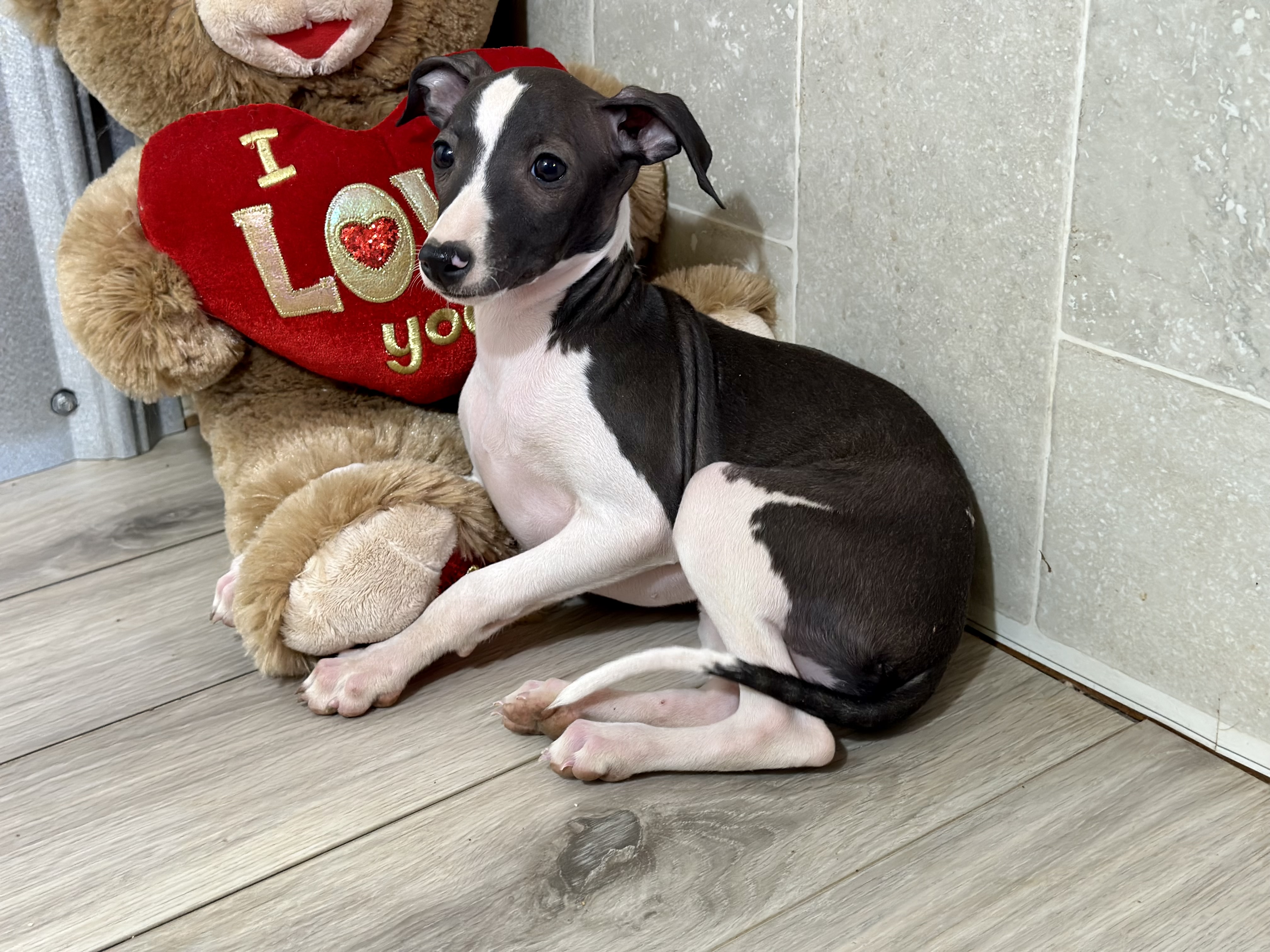 puppy, for, sale, Italian Greyhound, Kimberly  Dildine, dog, breeder, Willow Springs, MO, dog-breeder, puppy-for-sale, forsale, nearby, find, puppyfind, locator, puppylocator, aca