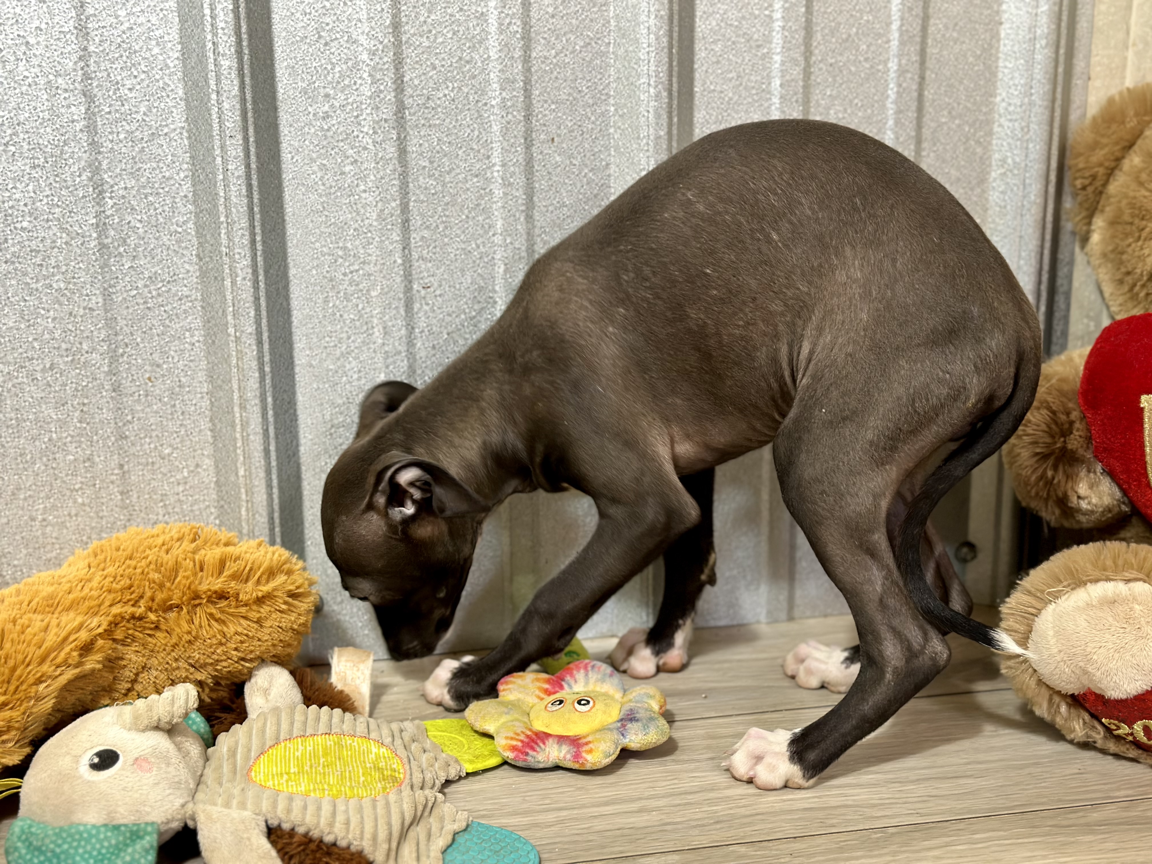 puppy, for, sale, Italian Greyhound, Kimberly  Dildine, dog, breeder, Willow Springs, MO, dog-breeder, puppy-for-sale, forsale, nearby, find, puppyfind, locator, puppylocator, aca