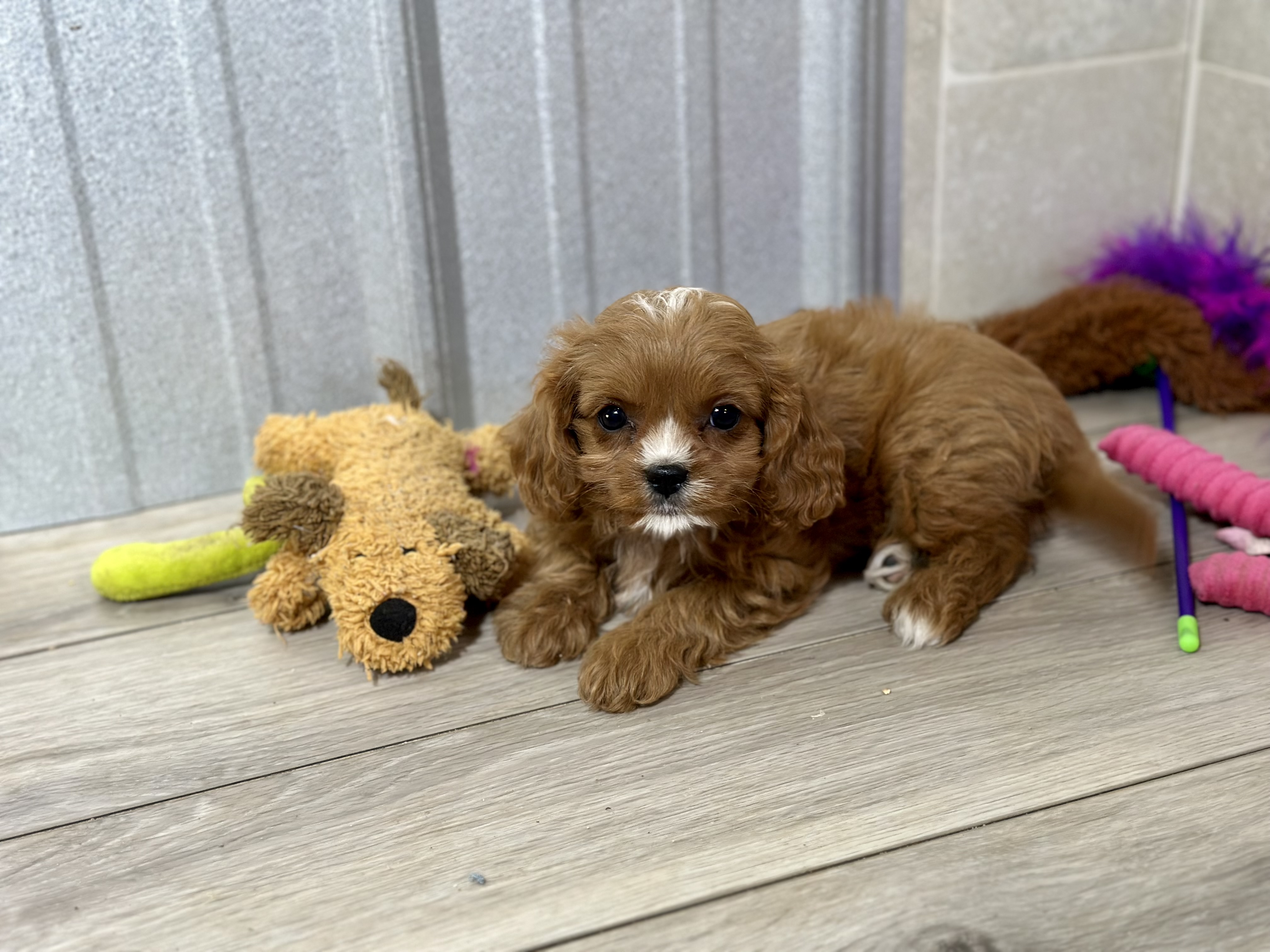 puppy, for, sale, Cavapoo, Kimberly  Dildine, dog, breeder, Willow Springs, MO, dog-breeder, puppy-for-sale, forsale, nearby, find, puppyfind, locator, puppylocator, aca