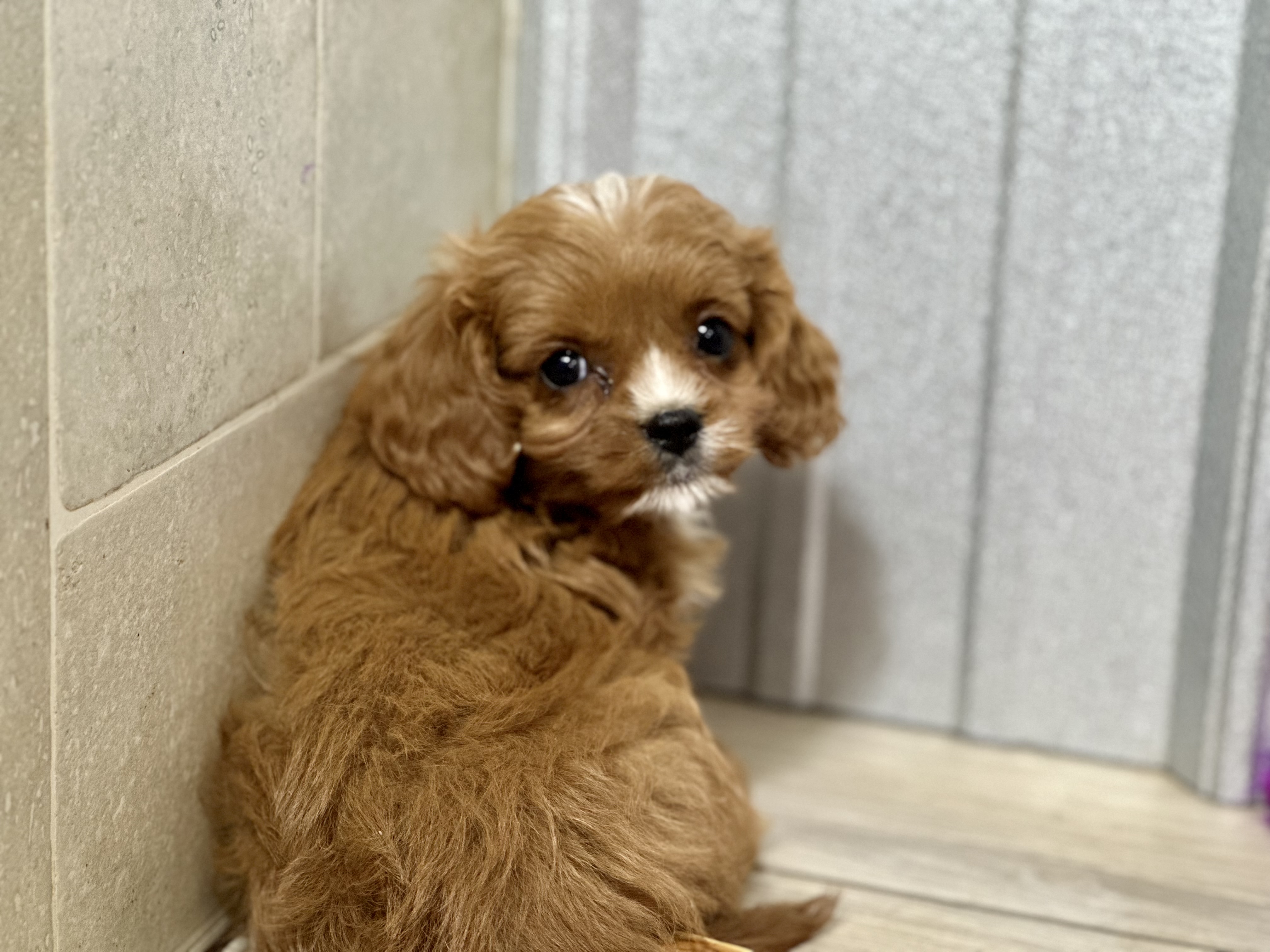 puppy, for, sale, Cavapoo, Kimberly  Dildine, dog, breeder, Willow Springs, MO, dog-breeder, puppy-for-sale, forsale, nearby, find, puppyfind, locator, puppylocator, aca