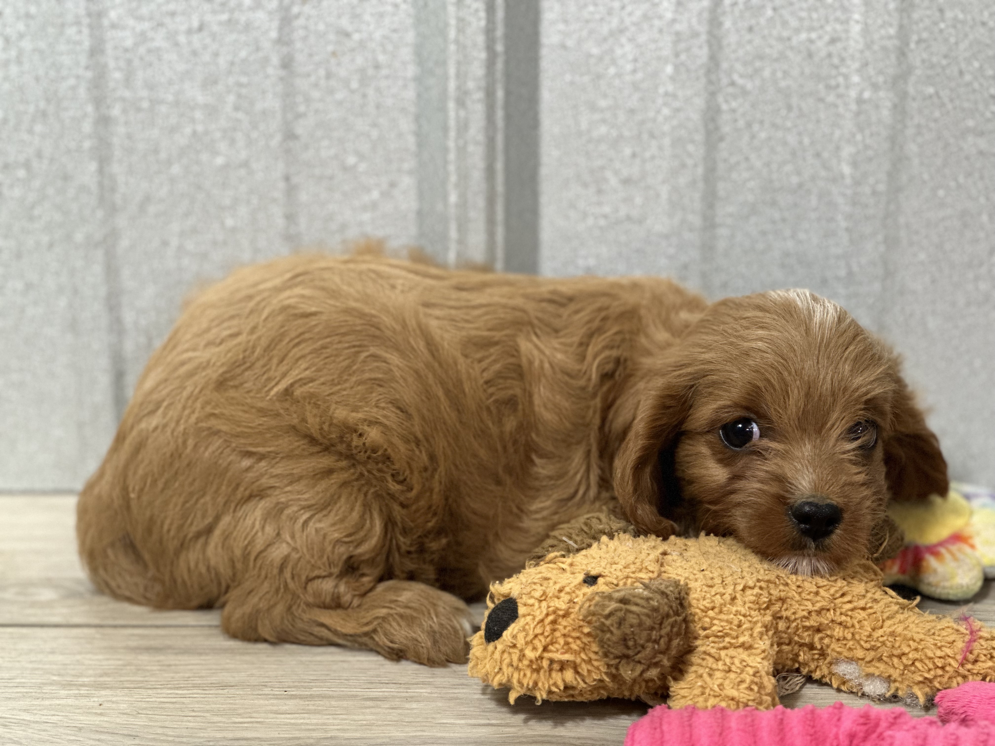puppy, for, sale, Cavapoo, Kimberly  Dildine, dog, breeder, Willow Springs, MO, dog-breeder, puppy-for-sale, forsale, nearby, find, puppyfind, locator, puppylocator, aca