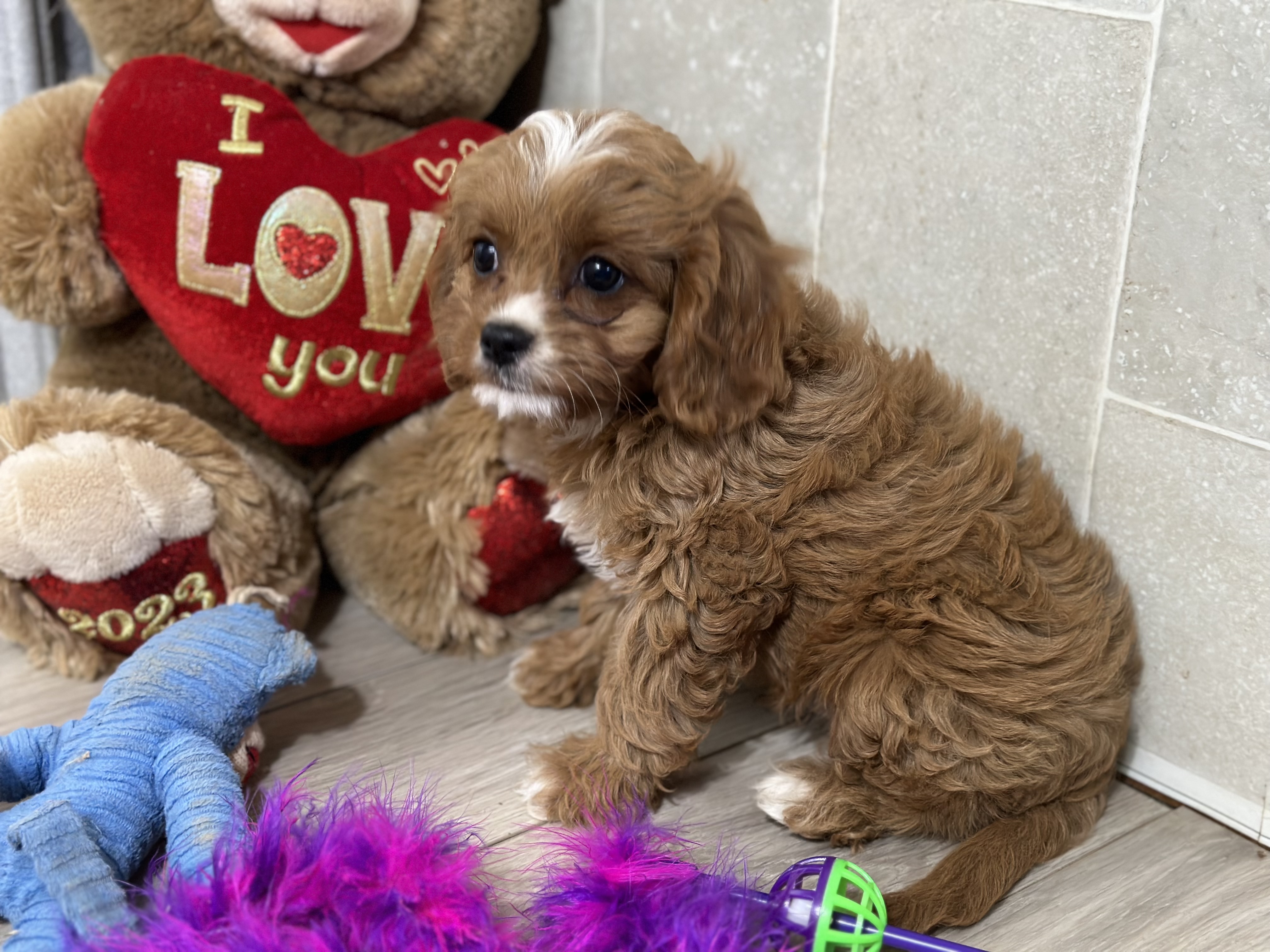 puppy, for, sale, Cavapoo, Kimberly  Dildine, dog, breeder, Willow Springs, MO, dog-breeder, puppy-for-sale, forsale, nearby, find, puppyfind, locator, puppylocator, aca