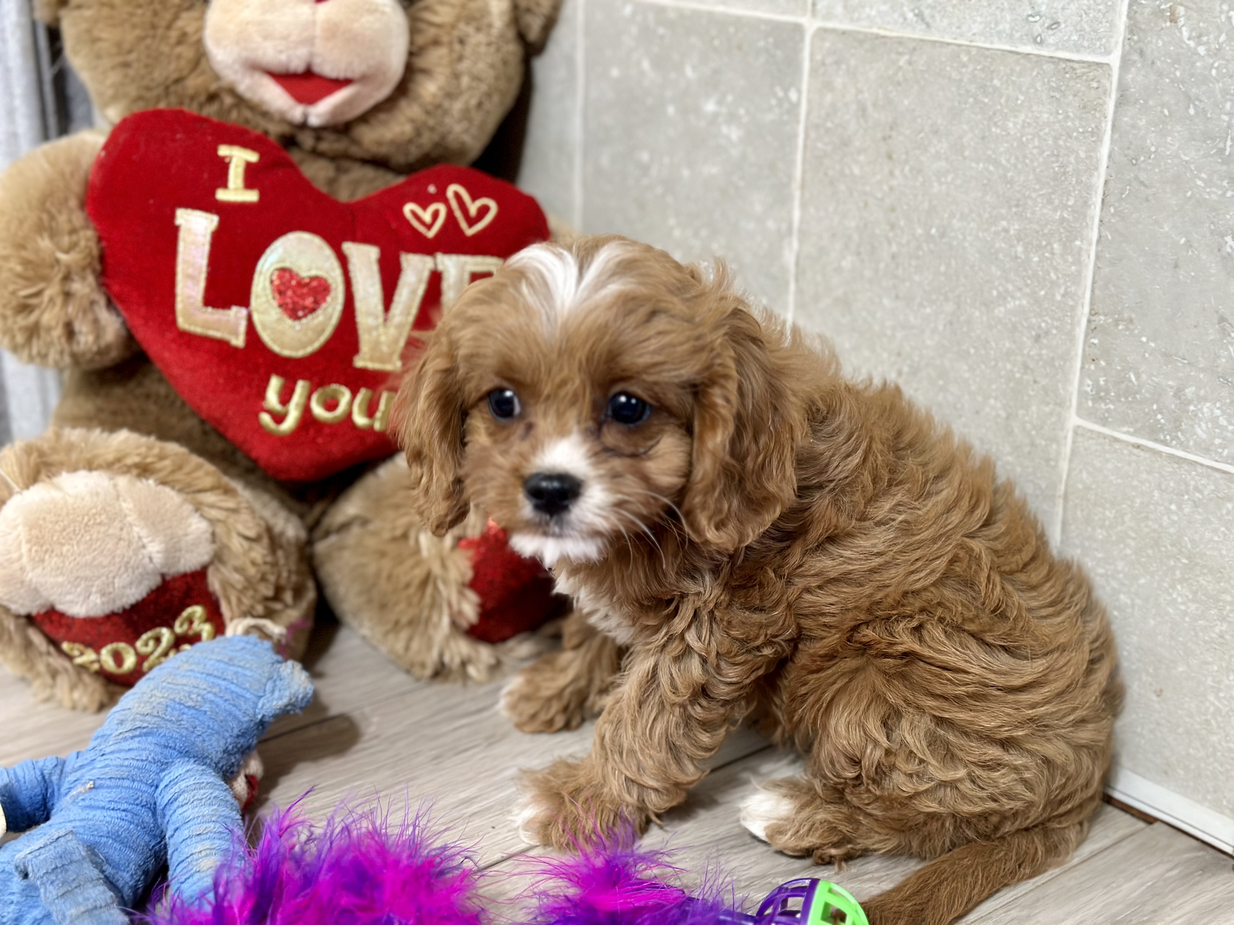 puppy, for, sale, Cavapoo, Kimberly  Dildine, dog, breeder, Willow Springs, MO, dog-breeder, puppy-for-sale, forsale, nearby, find, puppyfind, locator, puppylocator, aca