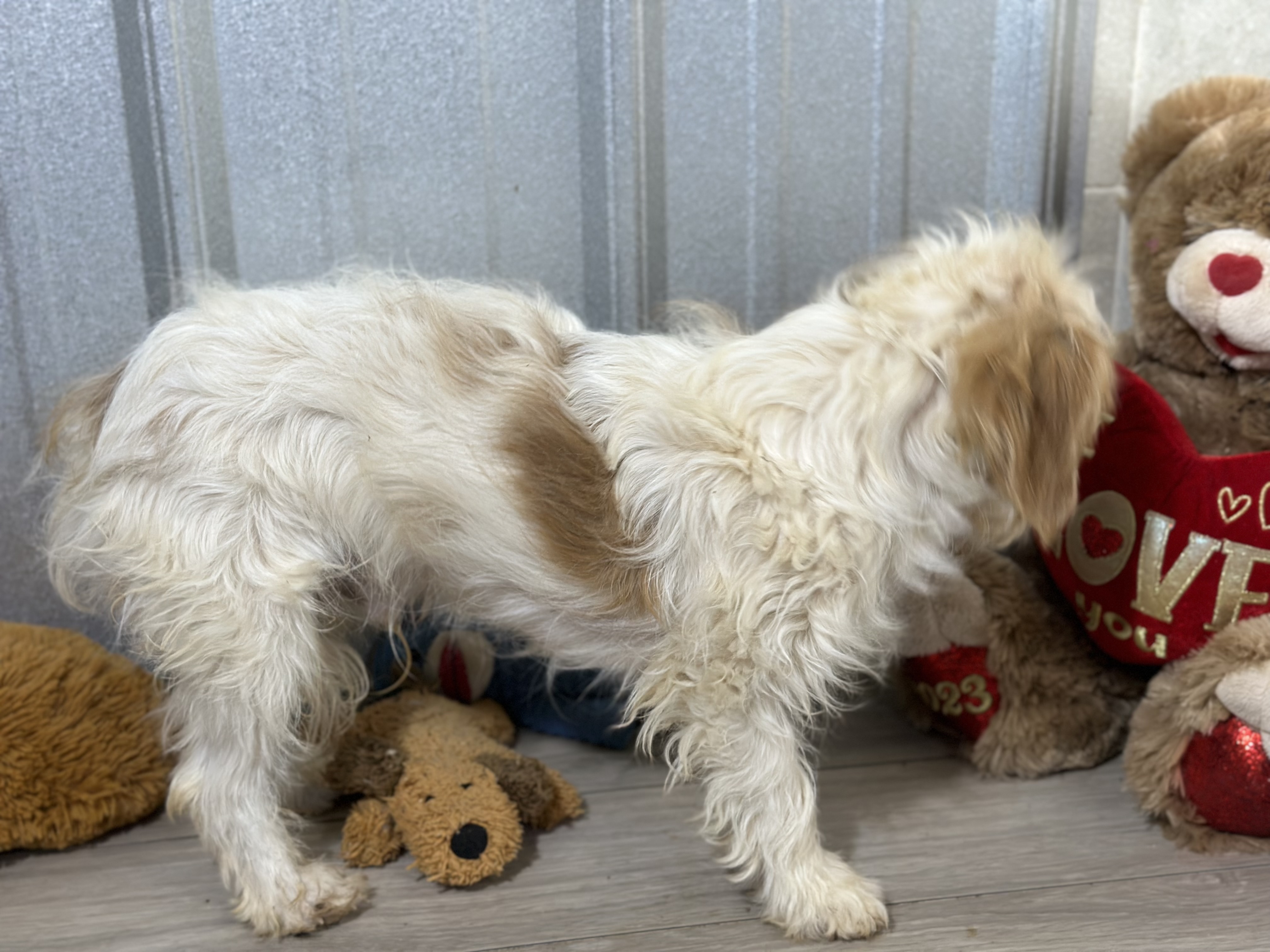 puppy, for, sale, Cavapoo, Kimberly  Dildine, dog, breeder, Willow Springs, MO, dog-breeder, puppy-for-sale, forsale, nearby, find, puppyfind, locator, puppylocator, aca