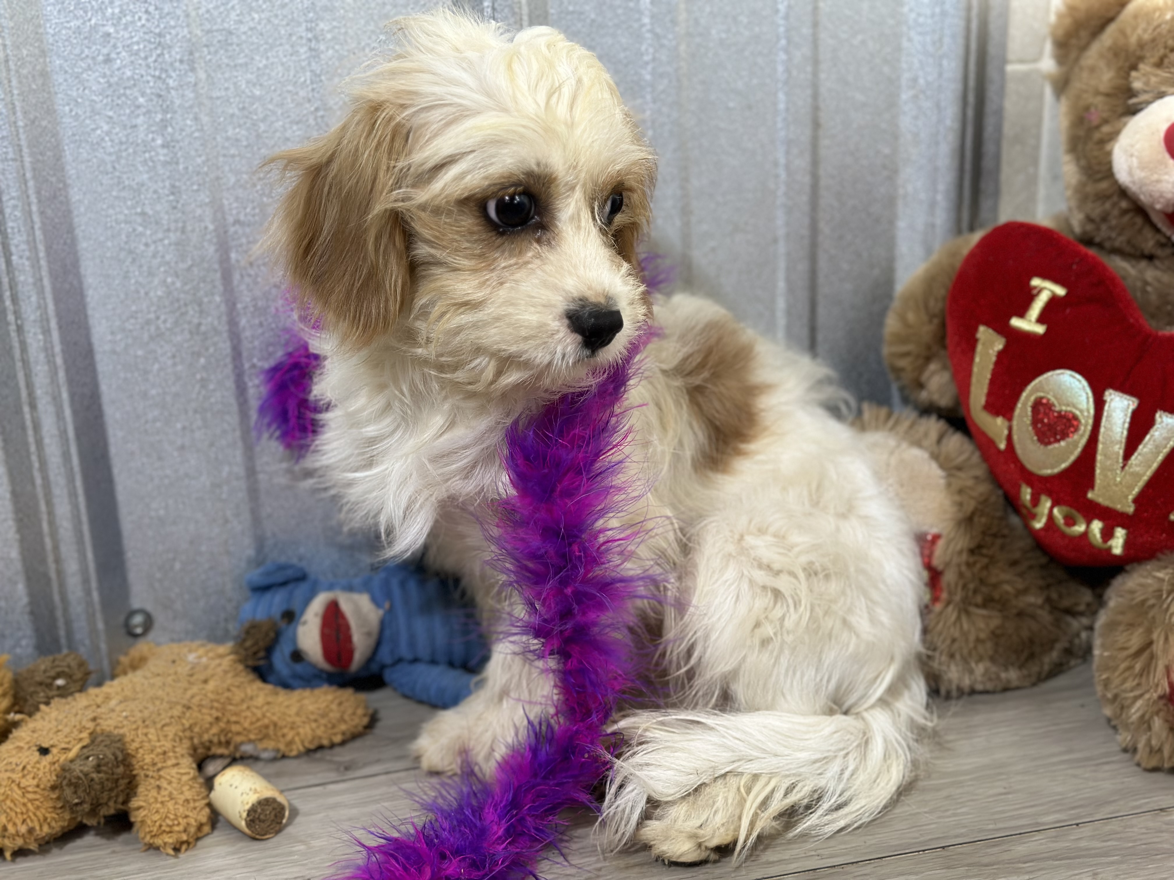 puppy, for, sale, Cavapoo, Kimberly  Dildine, dog, breeder, Willow Springs, MO, dog-breeder, puppy-for-sale, forsale, nearby, find, puppyfind, locator, puppylocator, aca