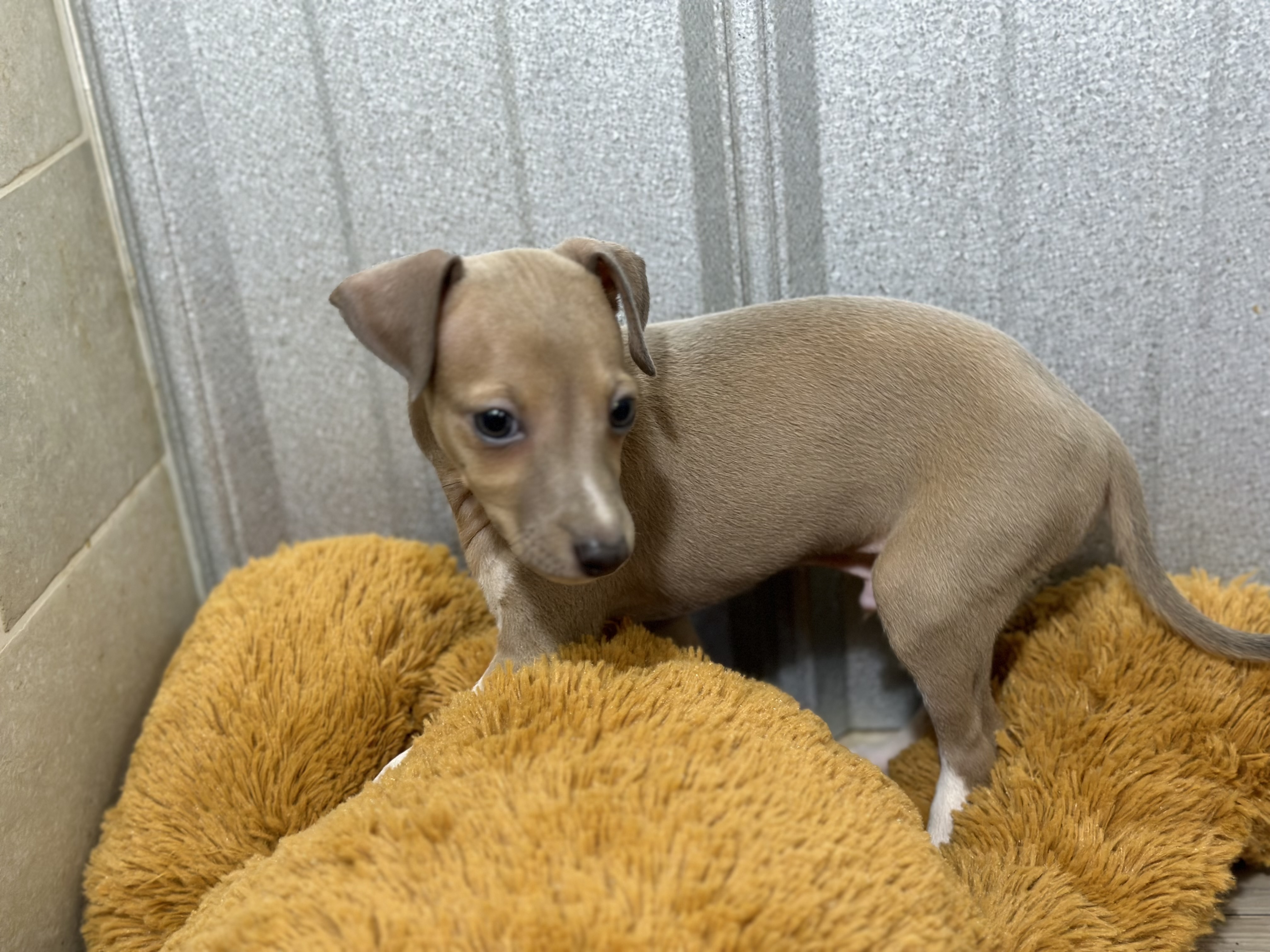 puppy, for, sale, Italian Greyhound, Kimberly  Dildine, dog, breeder, Willow Springs, MO, dog-breeder, puppy-for-sale, forsale, nearby, find, puppyfind, locator, puppylocator, aca