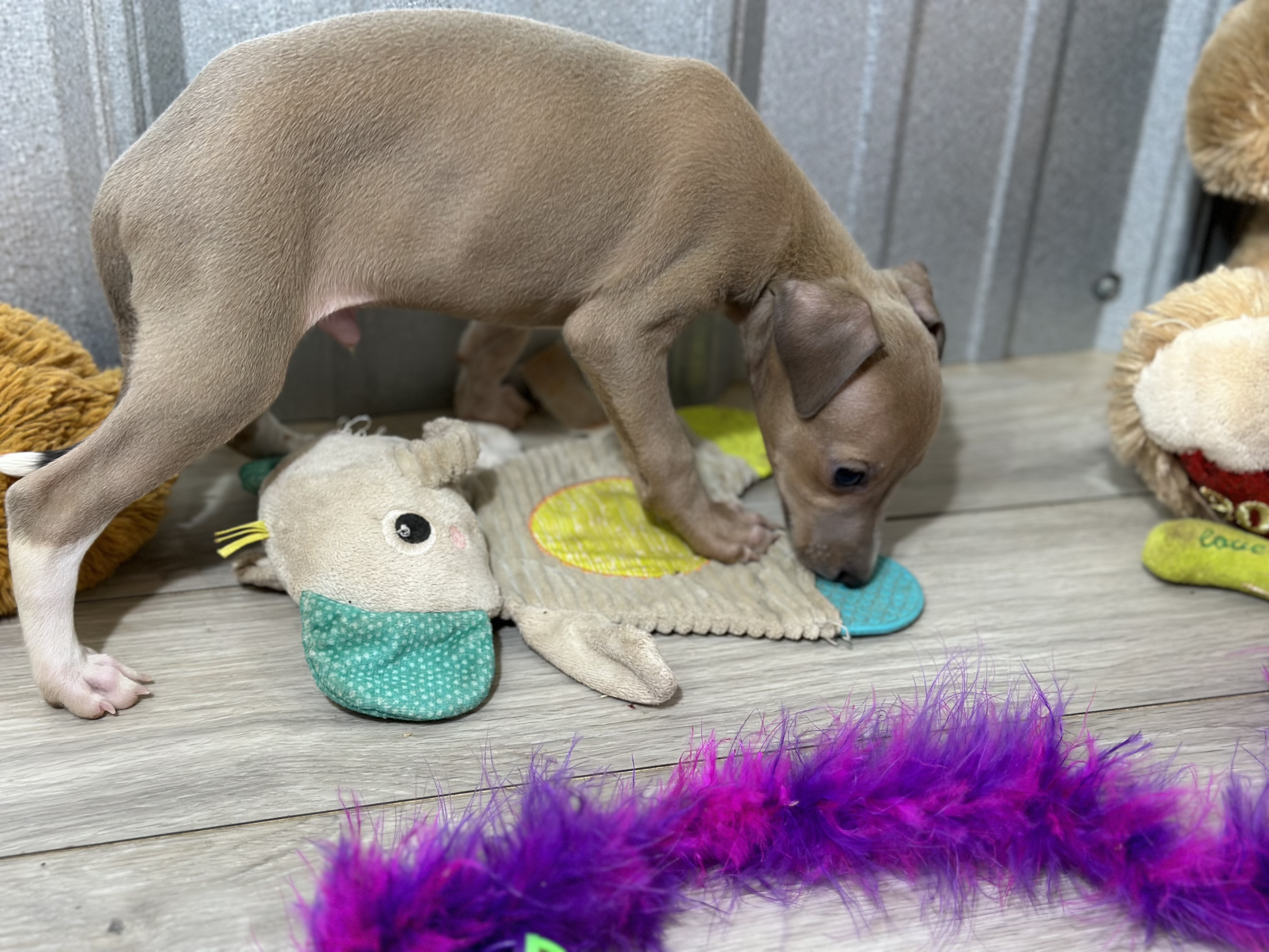 puppy, for, sale, Italian Greyhound, Kimberly  Dildine, dog, breeder, Willow Springs, MO, dog-breeder, puppy-for-sale, forsale, nearby, find, puppyfind, locator, puppylocator, aca