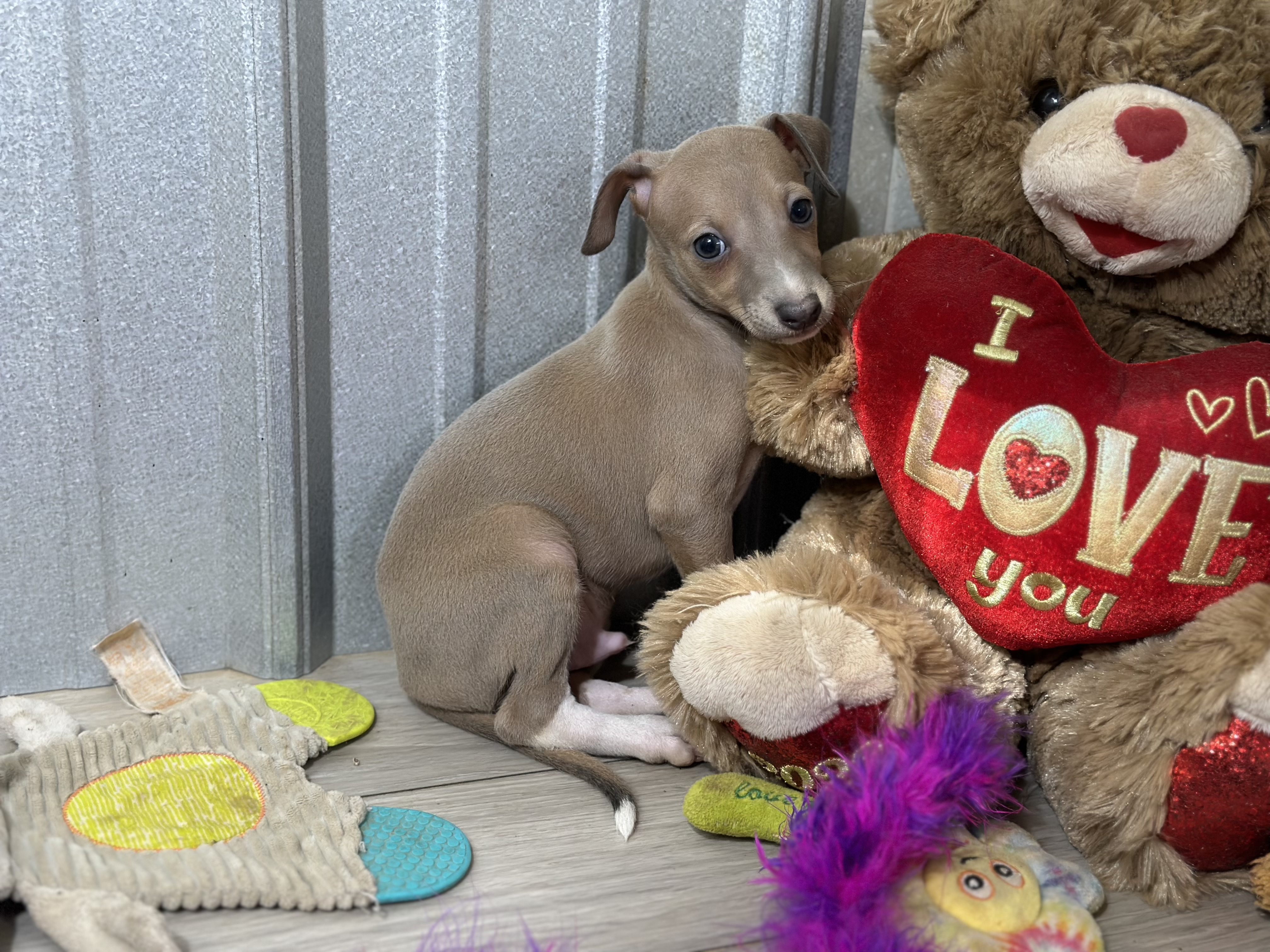 puppy, for, sale, Italian Greyhound, Kimberly  Dildine, dog, breeder, Willow Springs, MO, dog-breeder, puppy-for-sale, forsale, nearby, find, puppyfind, locator, puppylocator, aca