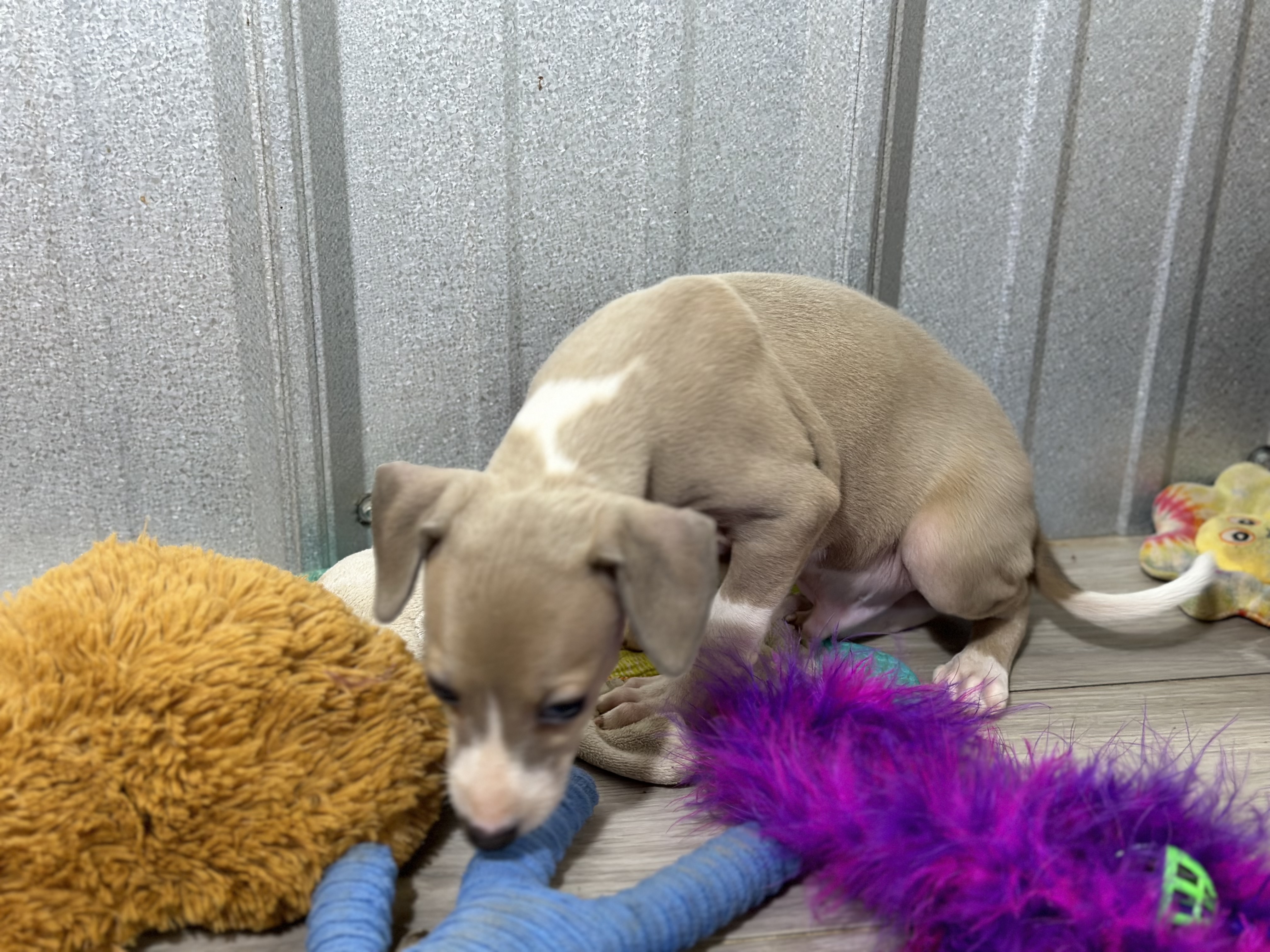 puppy, for, sale, Italian Greyhound, Kimberly  Dildine, dog, breeder, Willow Springs, MO, dog-breeder, puppy-for-sale, forsale, nearby, find, puppyfind, locator, puppylocator, aca