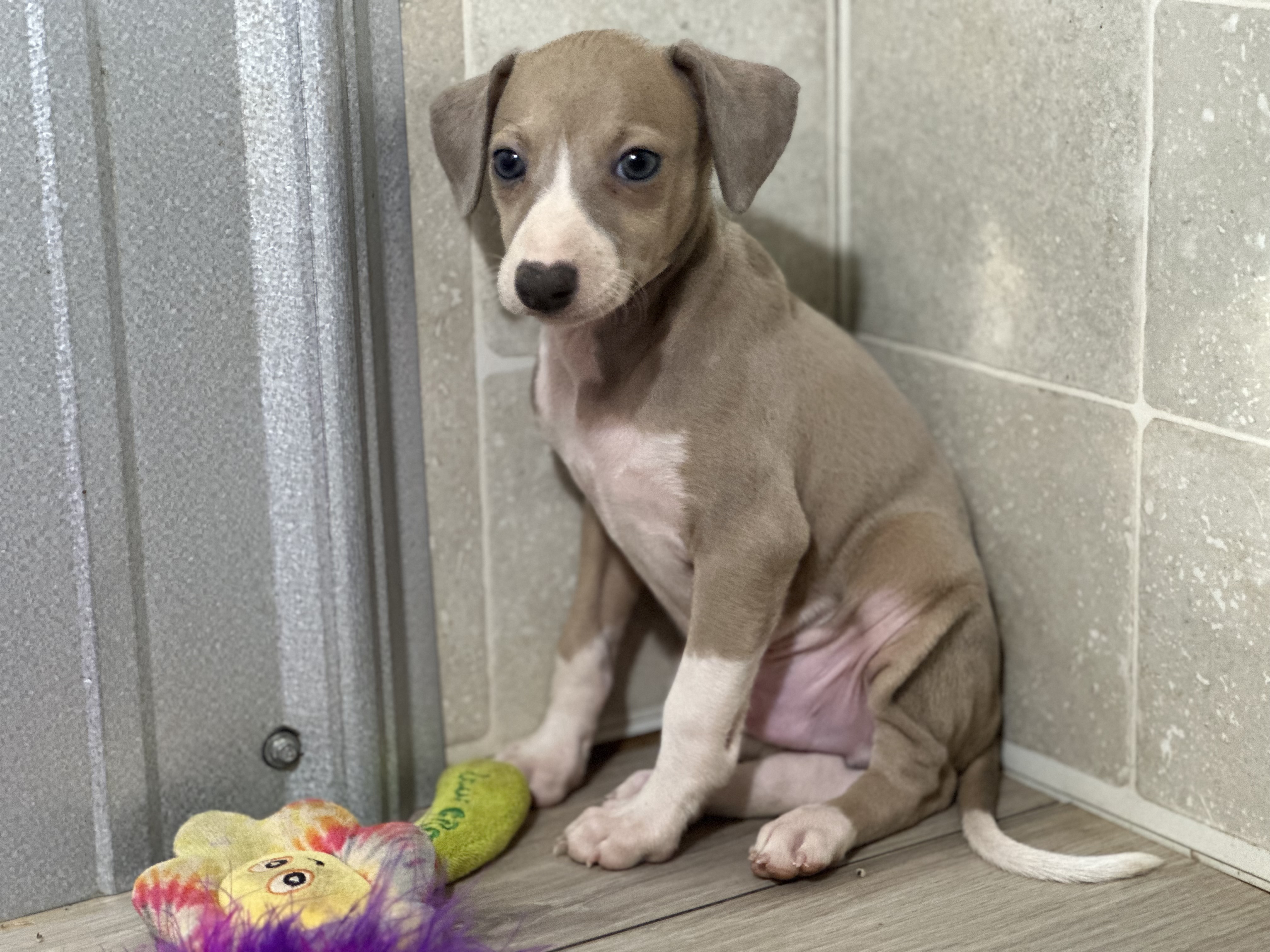puppy, for, sale, Italian Greyhound, Kimberly  Dildine, dog, breeder, Willow Springs, MO, dog-breeder, puppy-for-sale, forsale, nearby, find, puppyfind, locator, puppylocator, aca