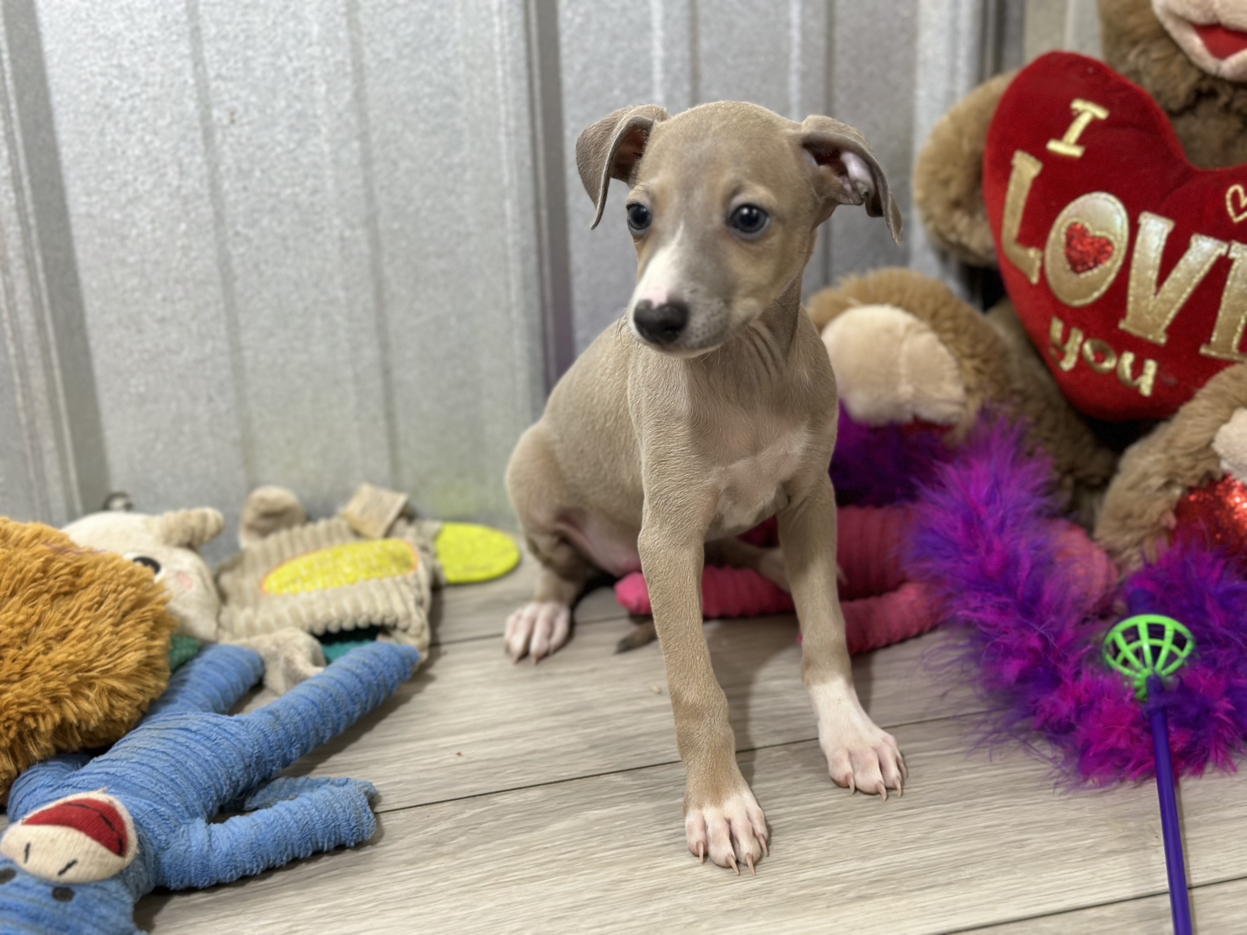 puppy, for, sale, Italian Greyhound, Kimberly  Dildine, dog, breeder, Willow Springs, MO, dog-breeder, puppy-for-sale, forsale, nearby, find, puppyfind, locator, puppylocator, aca