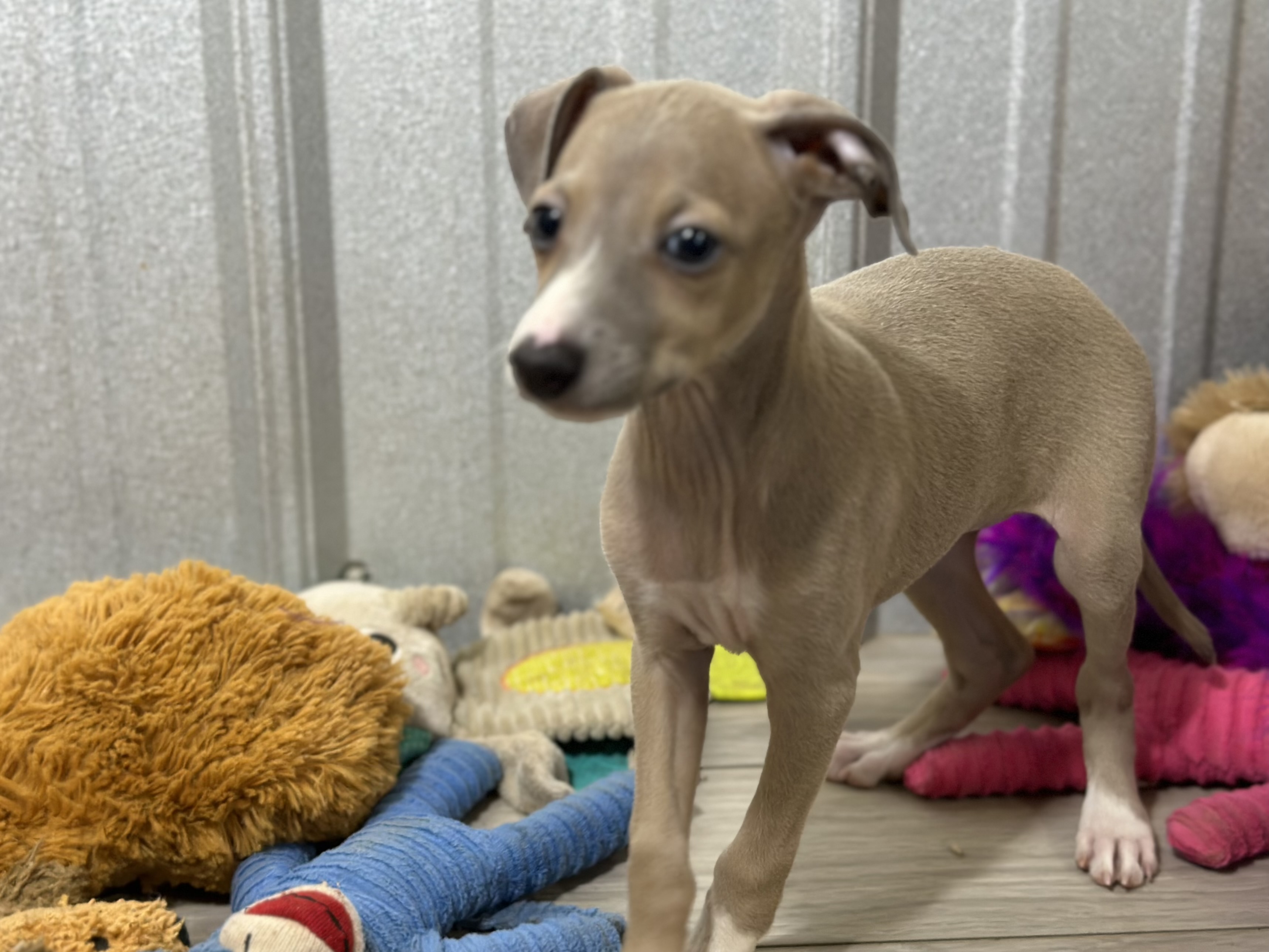puppy, for, sale, Italian Greyhound, Kimberly  Dildine, dog, breeder, Willow Springs, MO, dog-breeder, puppy-for-sale, forsale, nearby, find, puppyfind, locator, puppylocator, aca