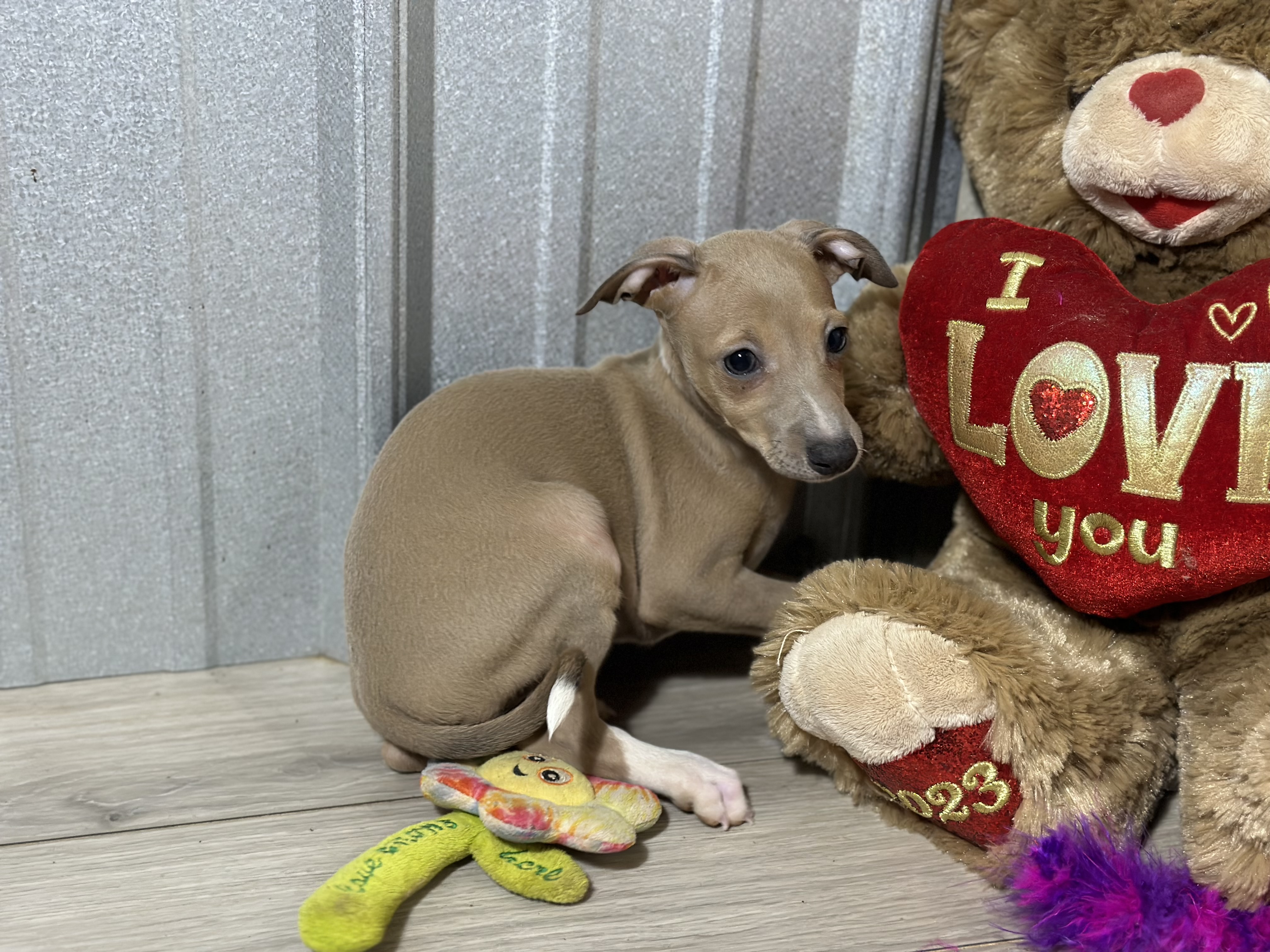puppy, for, sale, Italian Greyhound, Kimberly  Dildine, dog, breeder, Willow Springs, MO, dog-breeder, puppy-for-sale, forsale, nearby, find, puppyfind, locator, puppylocator, aca
