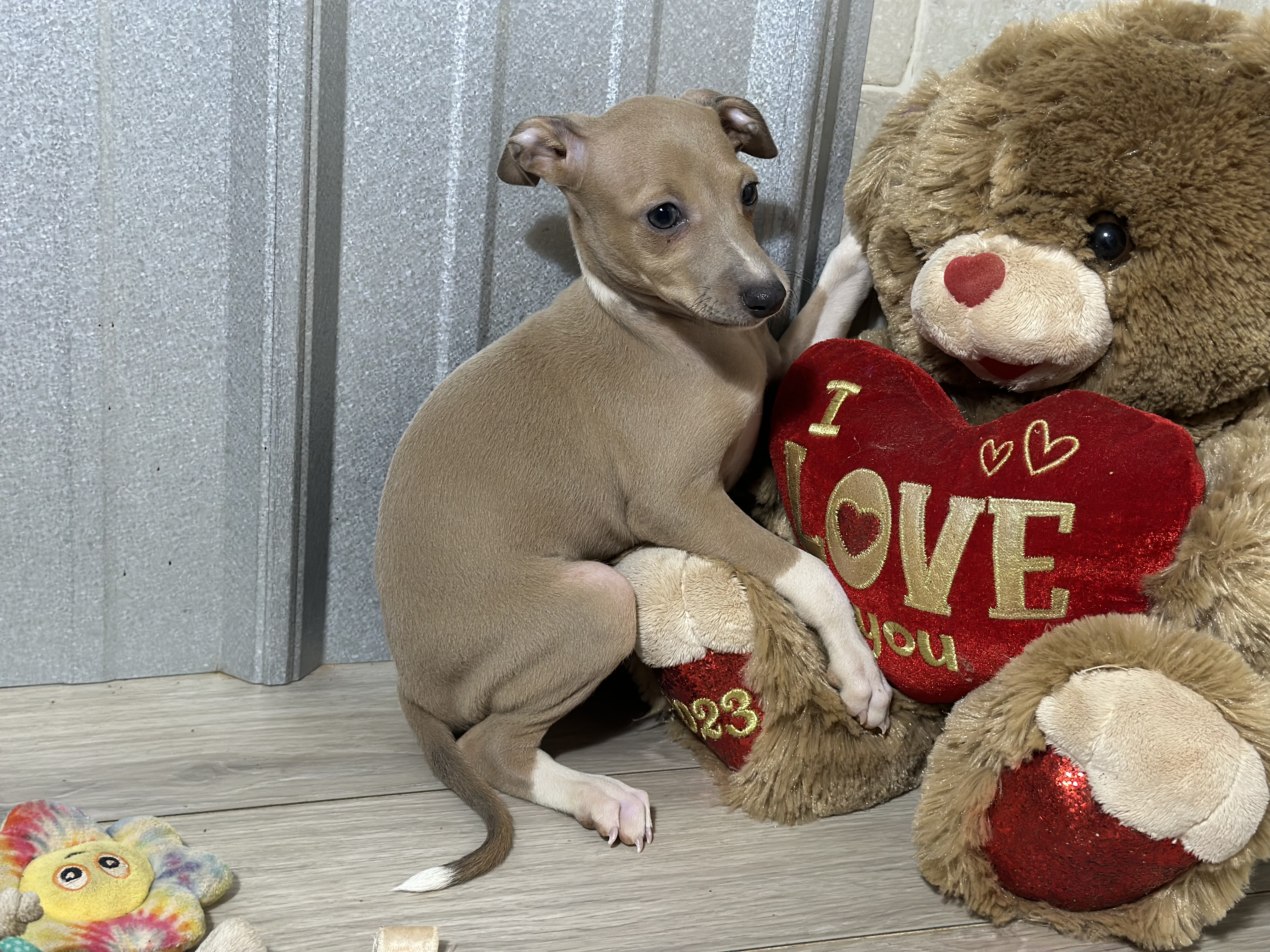 puppy, for, sale, Italian Greyhound, Kimberly  Dildine, dog, breeder, Willow Springs, MO, dog-breeder, puppy-for-sale, forsale, nearby, find, puppyfind, locator, puppylocator, aca