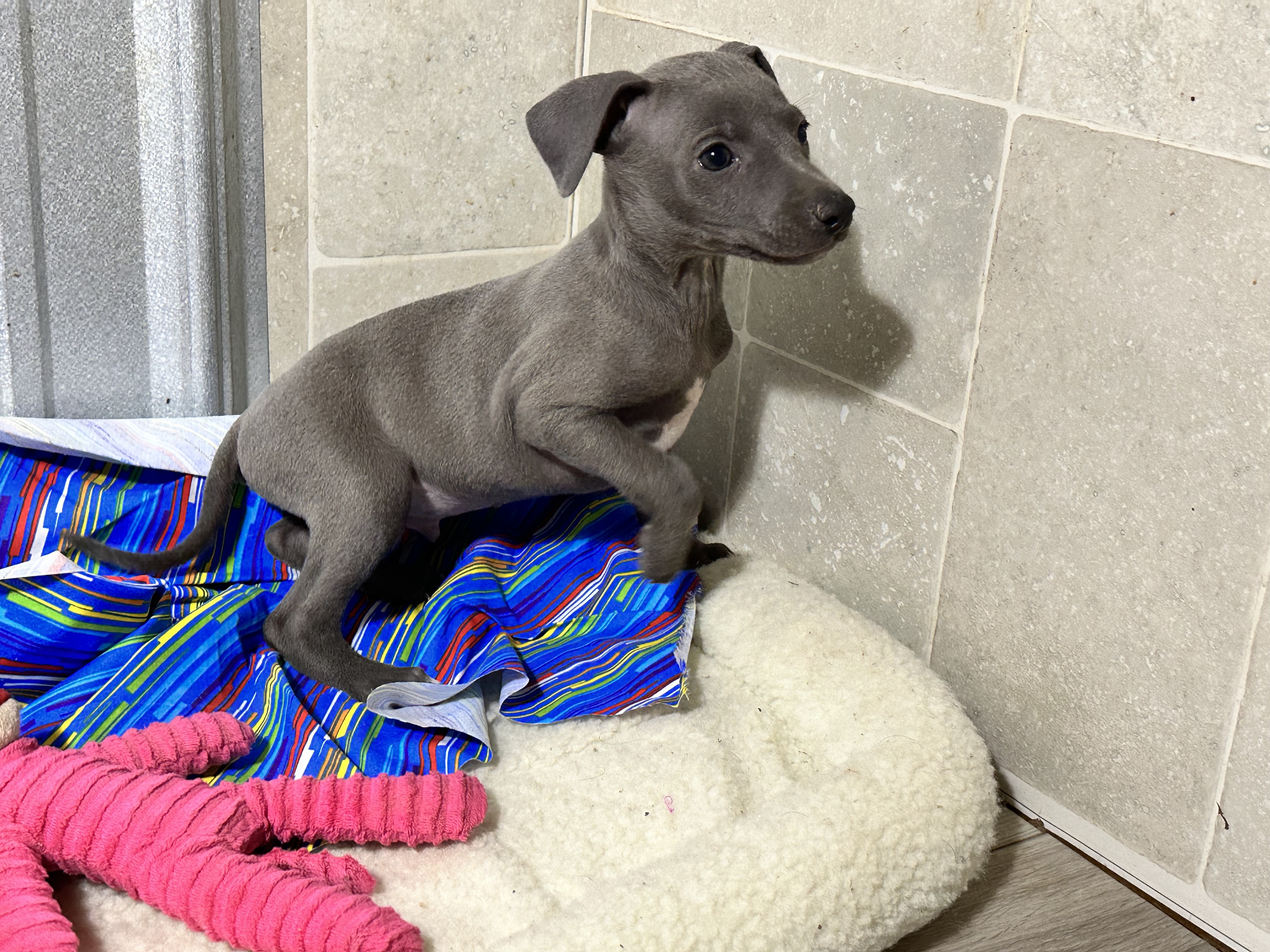 puppy, for, sale, Italian Greyhound, Kimberly  Dildine, dog, breeder, Willow Springs, MO, dog-breeder, puppy-for-sale, forsale, nearby, find, puppyfind, locator, puppylocator, aca