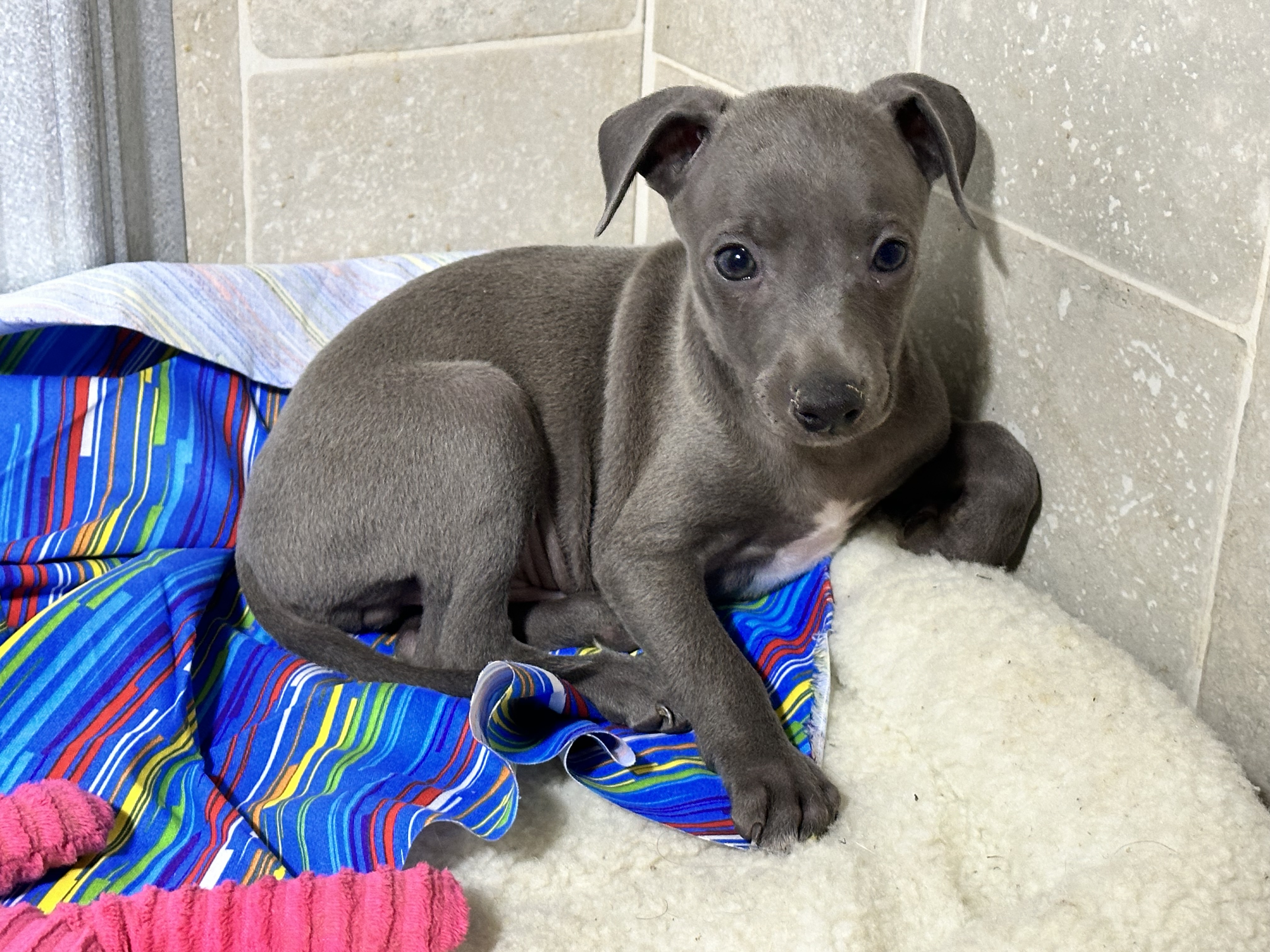 puppy, for, sale, Italian Greyhound, Kimberly  Dildine, dog, breeder, Willow Springs, MO, dog-breeder, puppy-for-sale, forsale, nearby, find, puppyfind, locator, puppylocator, aca