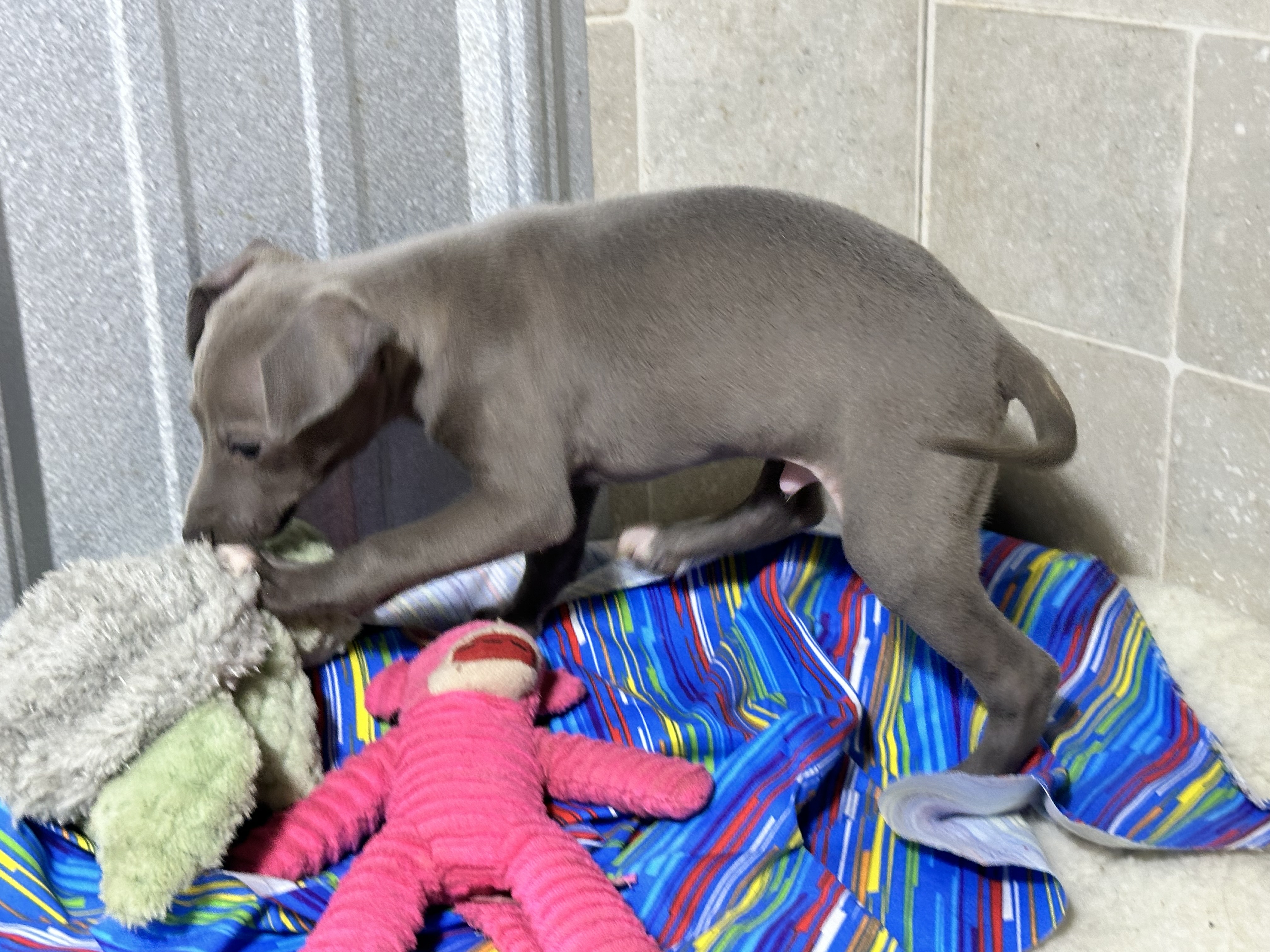 puppy, for, sale, Italian Greyhound, Kimberly  Dildine, dog, breeder, Willow Springs, MO, dog-breeder, puppy-for-sale, forsale, nearby, find, puppyfind, locator, puppylocator, aca