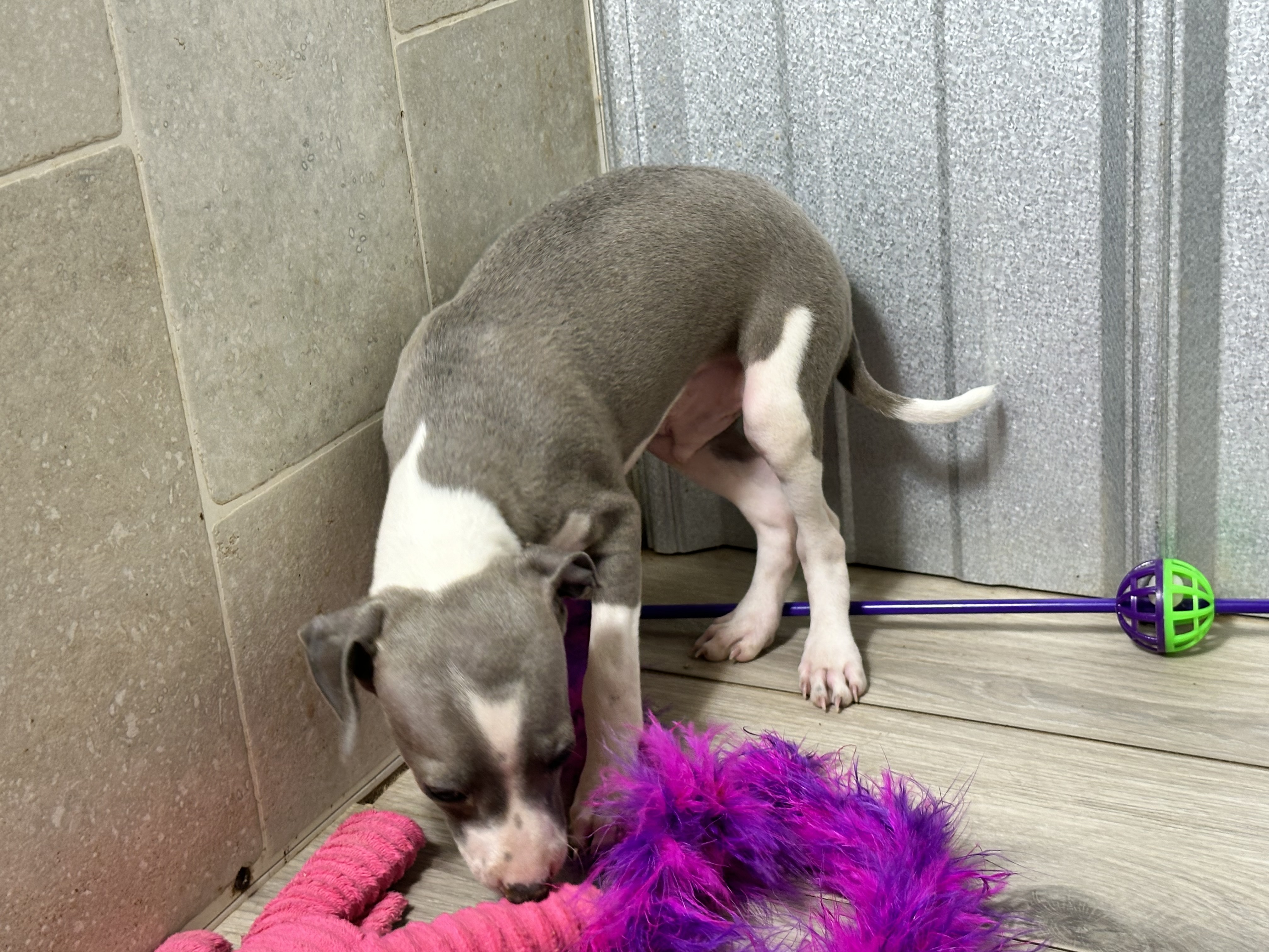 puppy, for, sale, Italian Greyhound, Kimberly  Dildine, dog, breeder, Willow Springs, MO, dog-breeder, puppy-for-sale, forsale, nearby, find, puppyfind, locator, puppylocator, aca