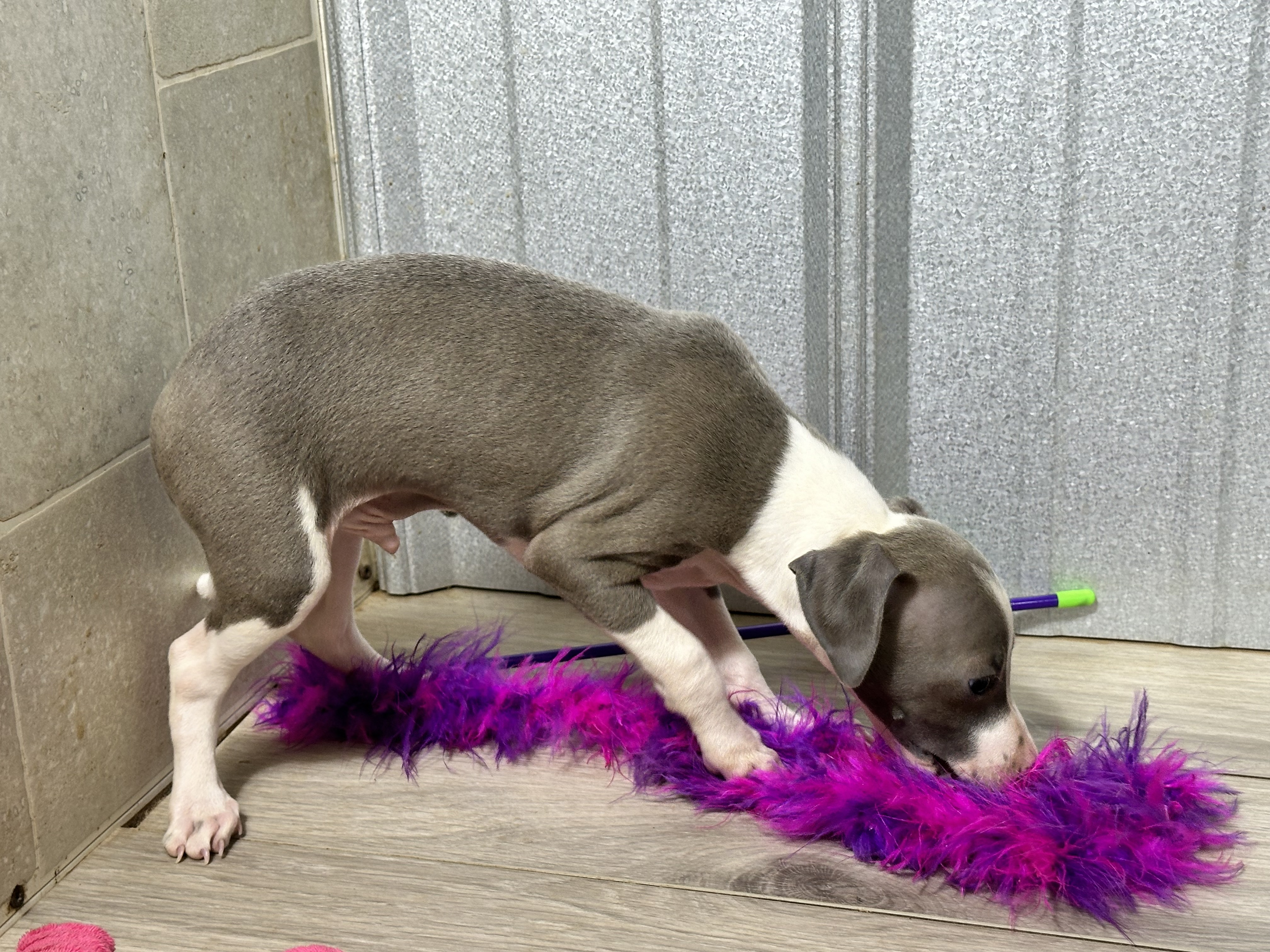 puppy, for, sale, Italian Greyhound, Kimberly  Dildine, dog, breeder, Willow Springs, MO, dog-breeder, puppy-for-sale, forsale, nearby, find, puppyfind, locator, puppylocator, aca