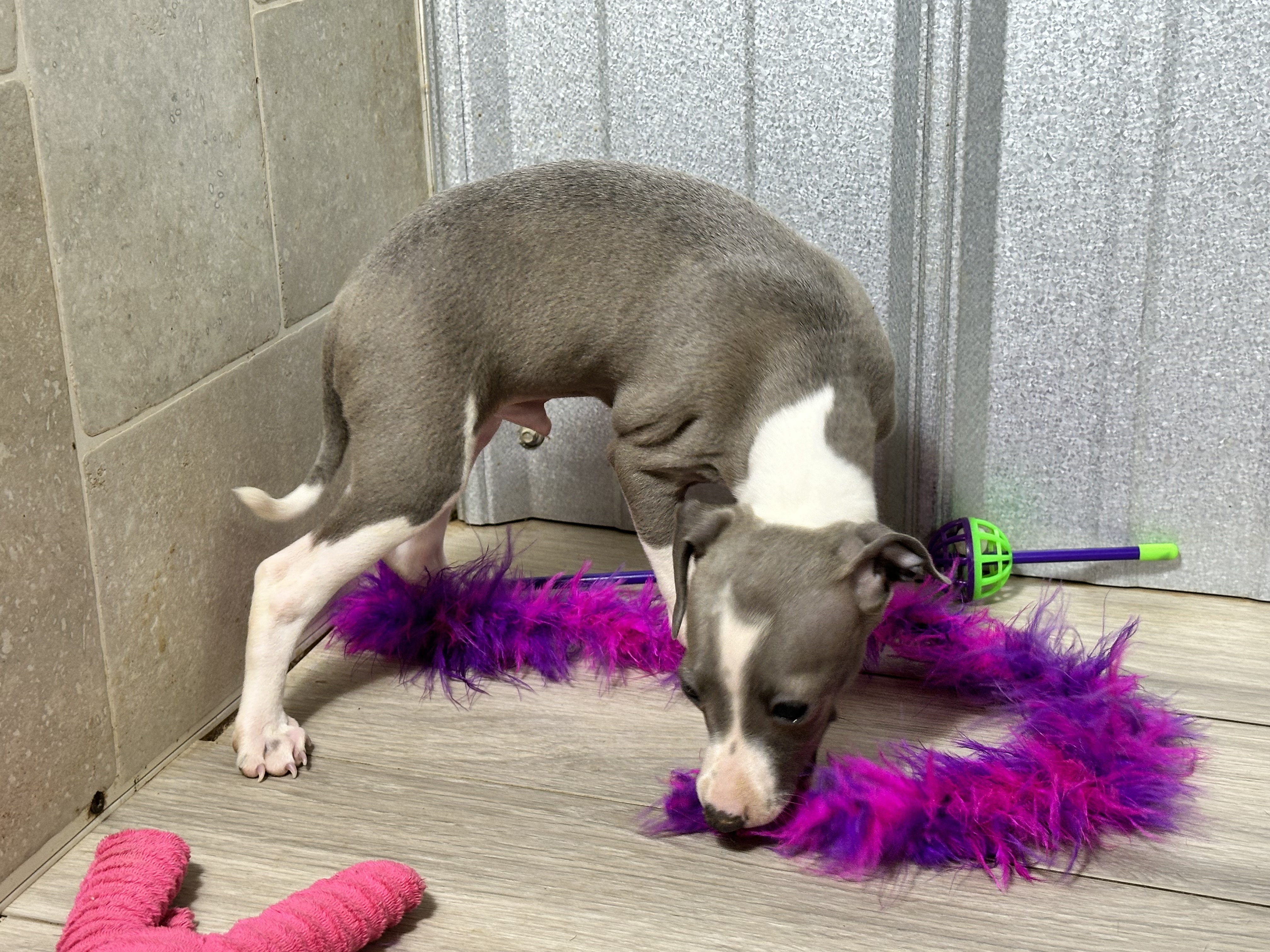 puppy, for, sale, Italian Greyhound, Kimberly  Dildine, dog, breeder, Willow Springs, MO, dog-breeder, puppy-for-sale, forsale, nearby, find, puppyfind, locator, puppylocator, aca